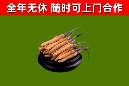西平回收散虫草